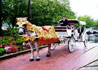  One of our white horses In Costume for Indian Weddings